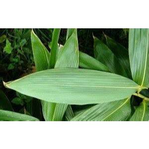 

DAUN BAMBU SEGAR JUMBO PERIKAT 100 LEMBAR