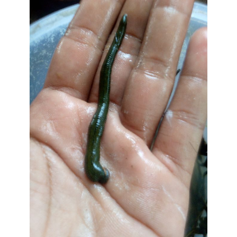 lintah steril Size Sedang (siap pakai untuk terapi)