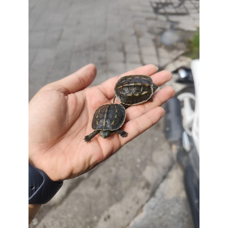 Pelet Kura Mauremys Sinensis (Ocadia Sinensis)