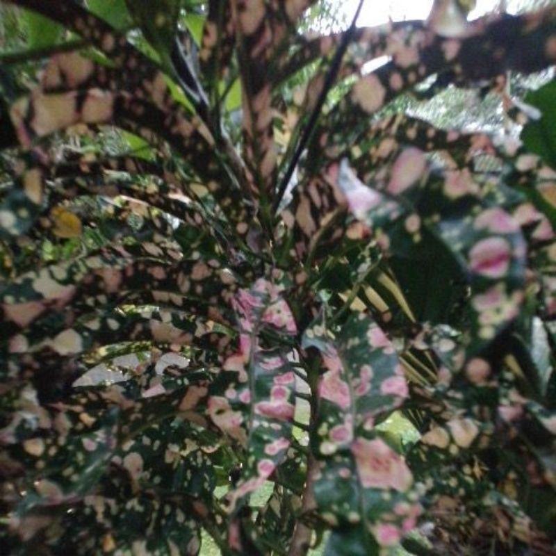 

Daun Puring Panjang Totol Segar 10 lembar