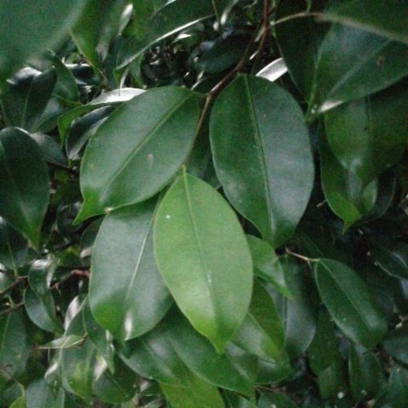 

Daun Beringin Segar 25 lembar