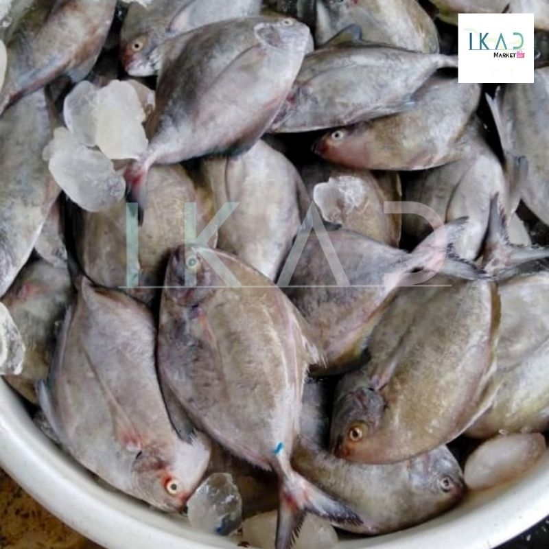 

Ikan Bawal Hitam