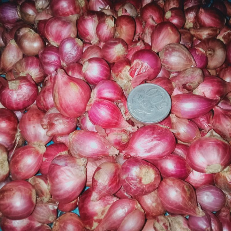 

BAWANG MERAH TANGGUNG/Asli Probolinggo 500g