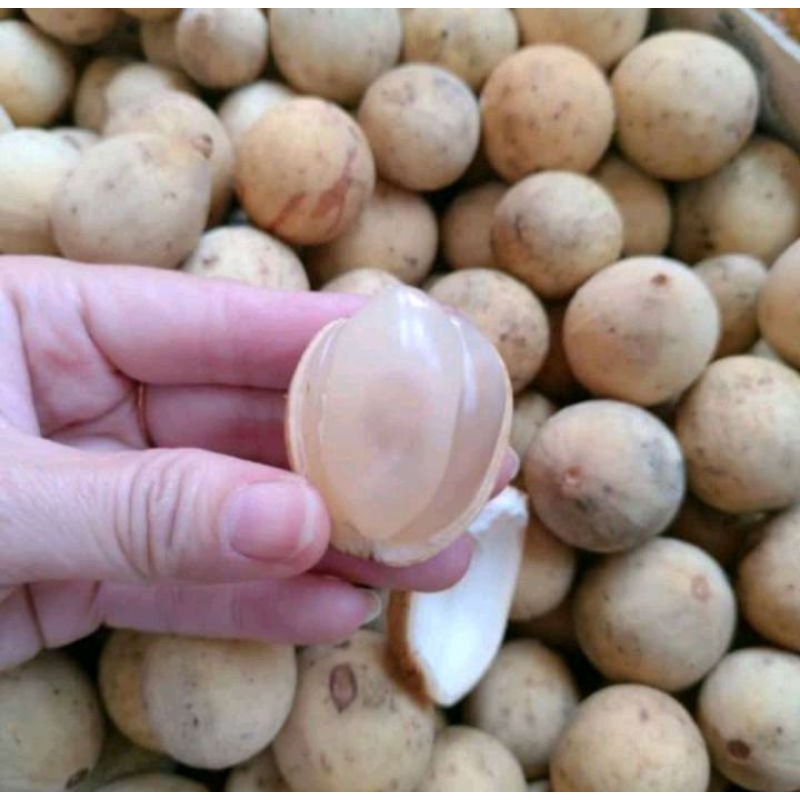 

Duku Palembang manis 1kg