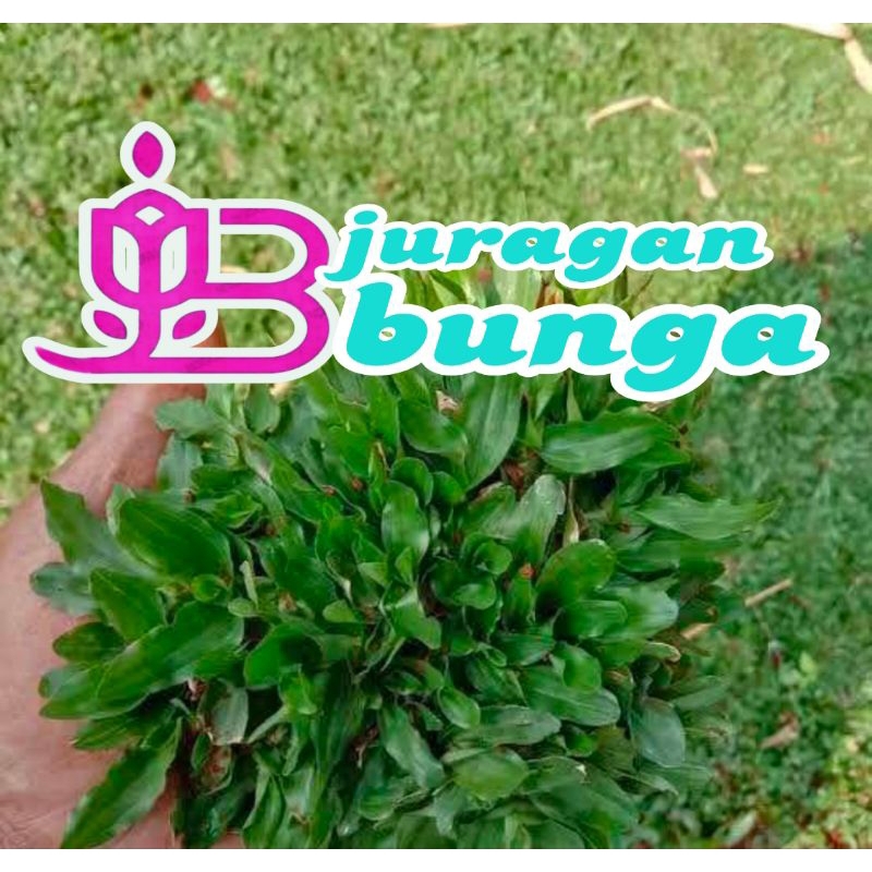 RUMPUT GAJAH MINI 1 METER