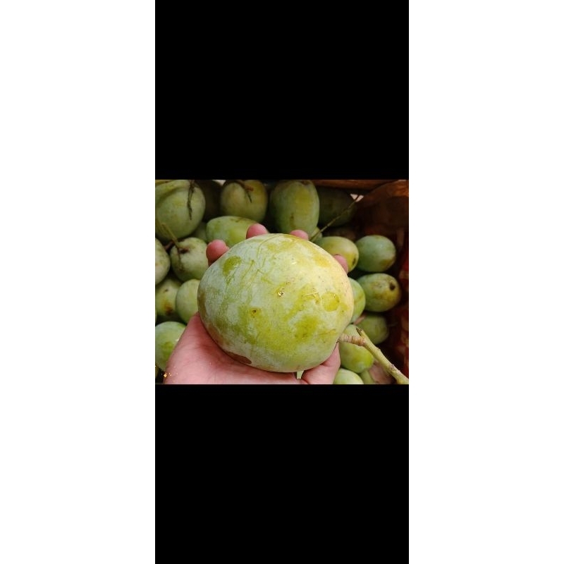 

mangga indramayu