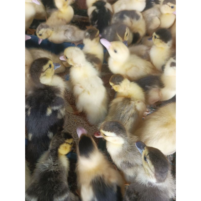 Entok Asli  - Bibit Entok - Entok Lokal - Entog lokal