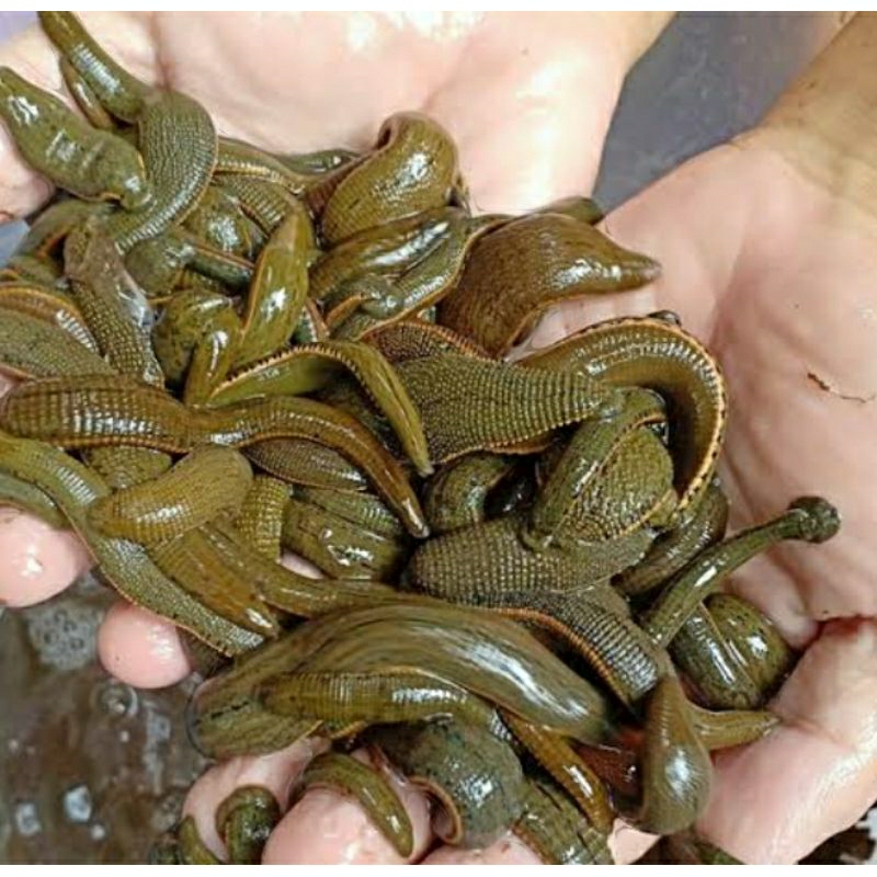 lintah terapi hidup minimal order 10 ekor sedang besar dan besar