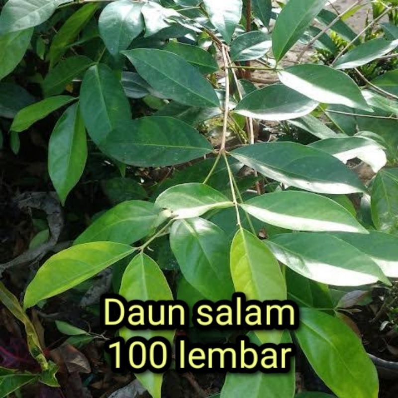 

Daun salam herbal segar pilihan 100 lembar