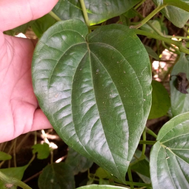 

Daun Sirih fresh 100% organik langsung dipetik dari kebun minimal order 50 lembar