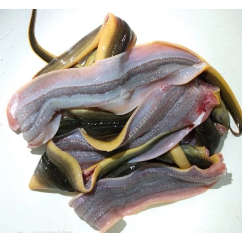 

BELUT FILLET belut sawah ikan sawah 250gr