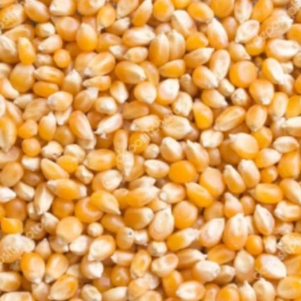

JAGUNG POP CORN
