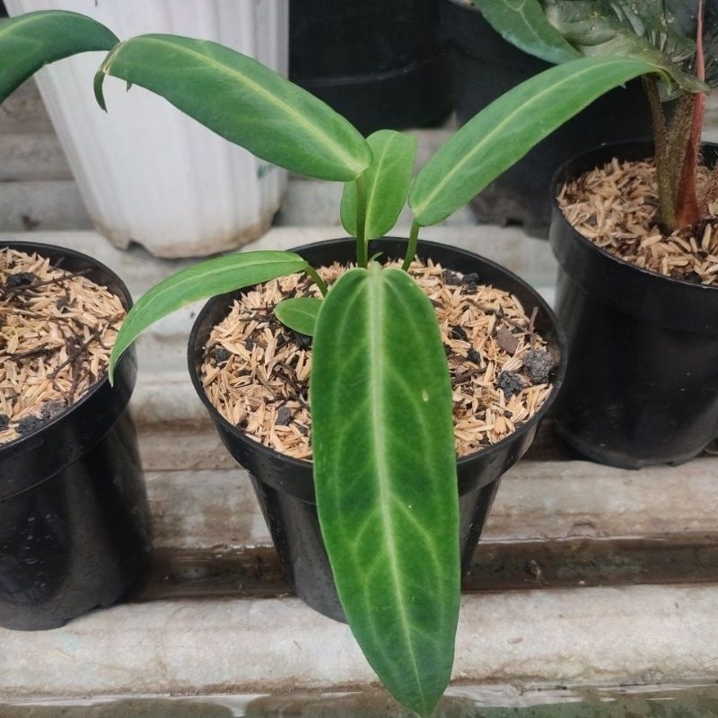 anthurium waroqueanum