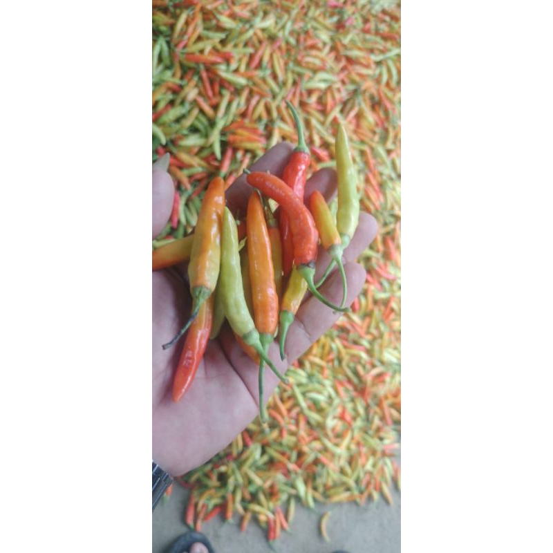 

Cabai rawit | cabai pedas | cabai setan