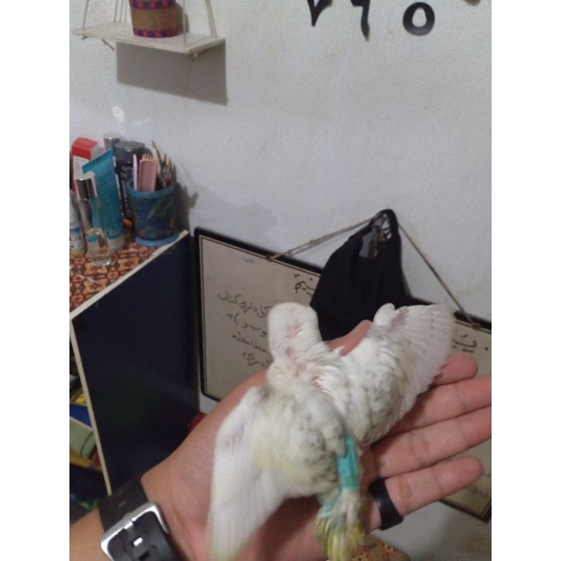 HiasanburungParkitJinak