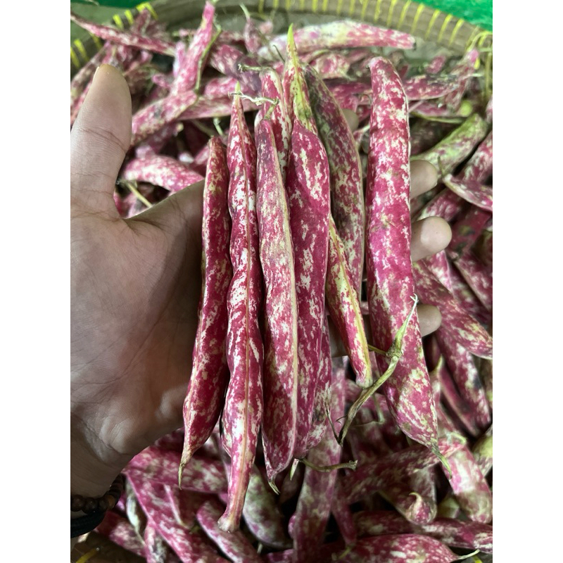 

kacang merah/Kacang Jogo