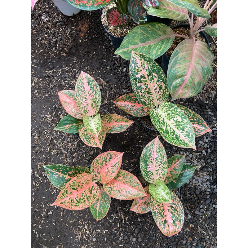 Aglaonema Stardust ORANGE