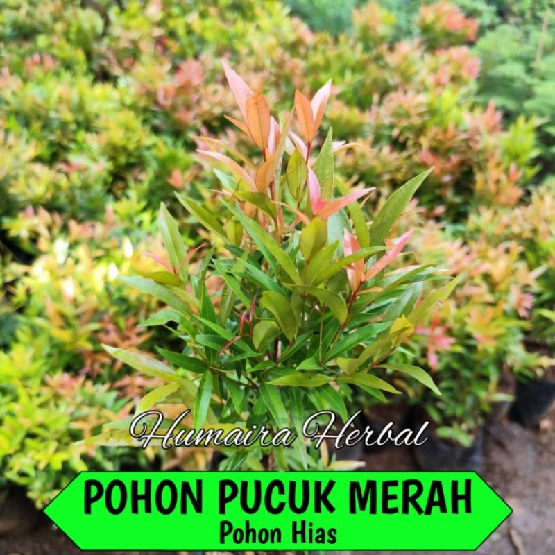 POHON HIAS PUCUK MERAH Pohon Hias Pucuk Merah Subur