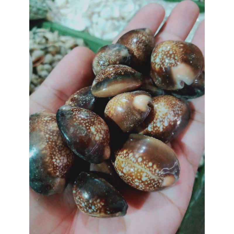 Kerang kuwuk hitam - kerang kuwuk - cangkang kerang - kerang kewuk hitam - bahan kerajinan - perleng