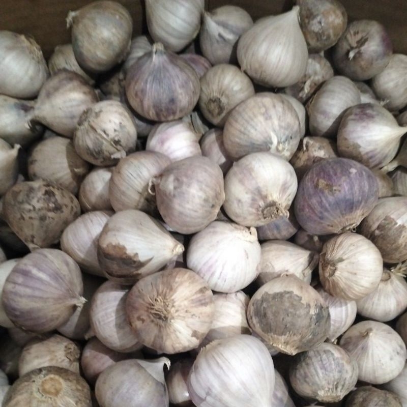 

Bawang Lanang /Tunggal asli 100gram