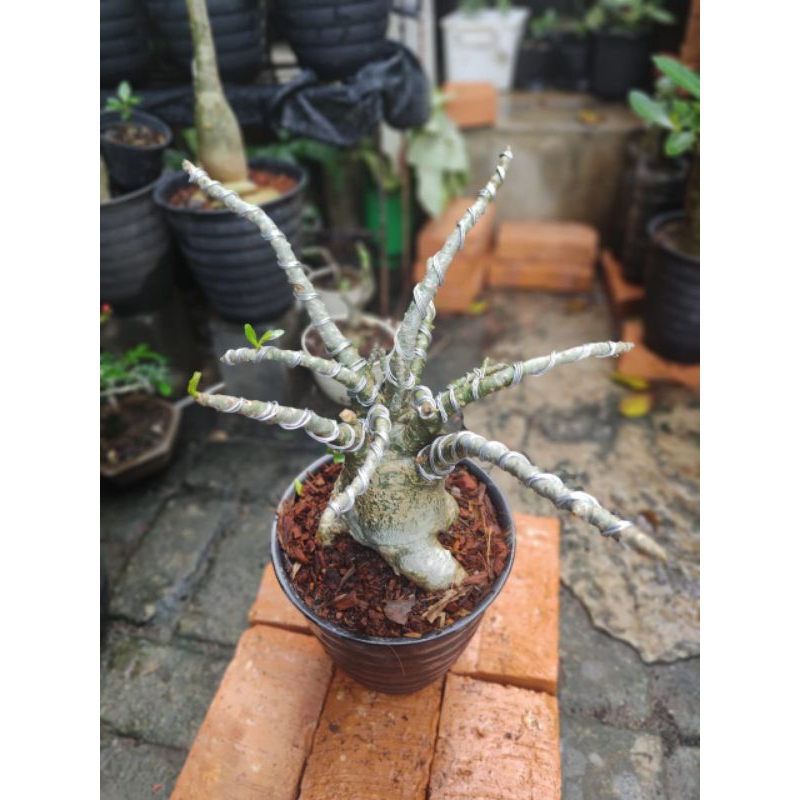 adenium diamond crown besar pot 25