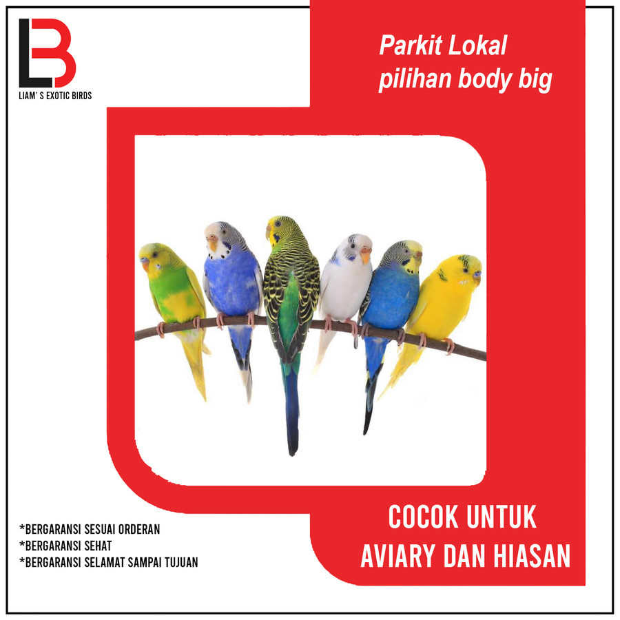 Burung Parkit Lokal Dewasa Siap Ternak Pilihan Body Big Sepasang/Satuan