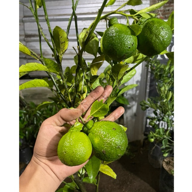 

Bibit JERUK DEKOPON Indukan berbuah