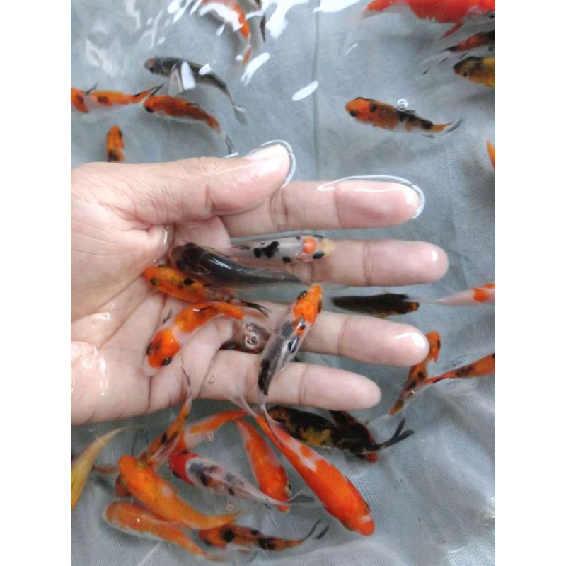 hiasan aquarium bibit koi warna asli Blitar paket (10ekor)