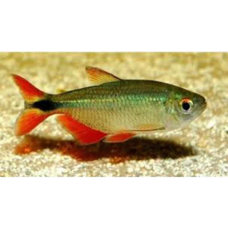 

bok isi bones tetra