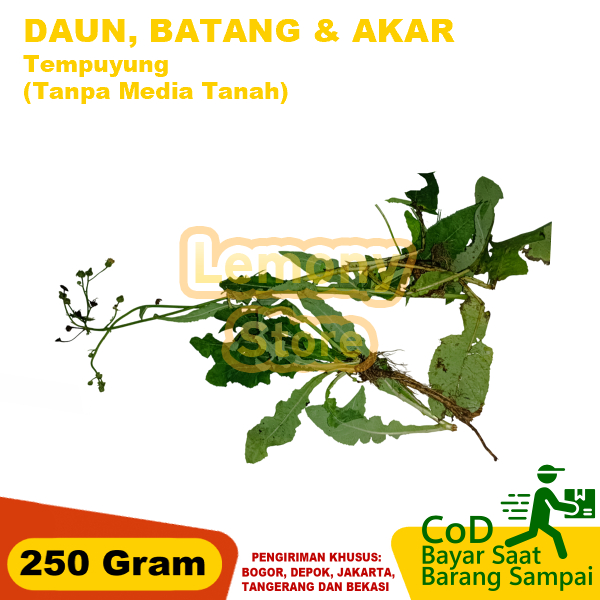 

Daun Batang Akar Tempuyung Segar 250 Gram