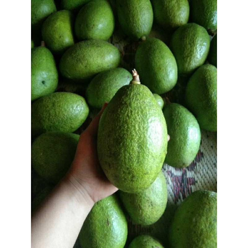 

Alpukat mentega isi 2 3