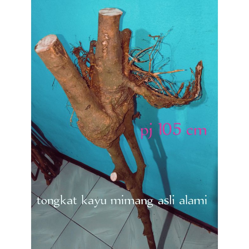 tongkat kayu alat bantu jalan kayu mimang asli alami alam
