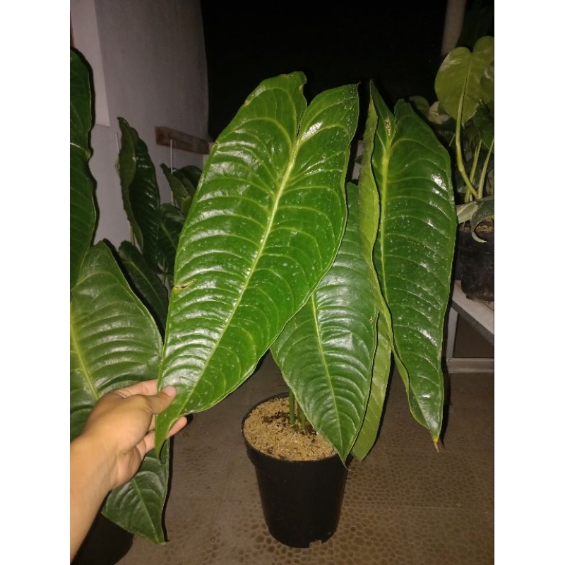 Tanaman Hias Antharium King Vietchii Original