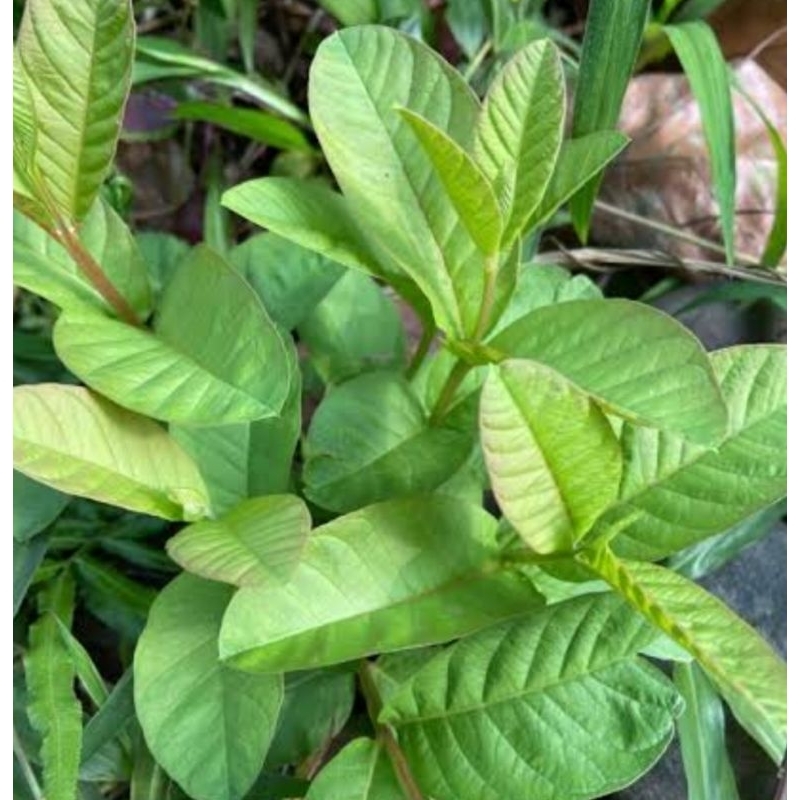 

Pucuk daun jambu segar petik langsung isi 30 tangkai