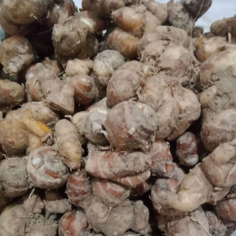 kencur segar 1 kg kencur segar murah