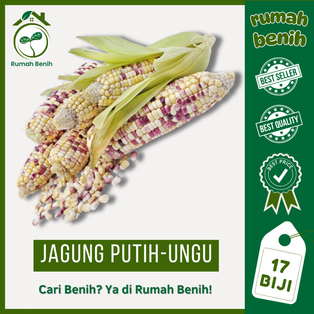 RUMAH BENIH - 17 Biji Jagung Pulut Putih Ungu Kualitas Unggul Termurah
