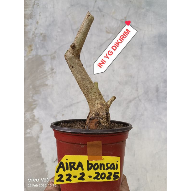 bahan bonsai wareng bintang dongkelan