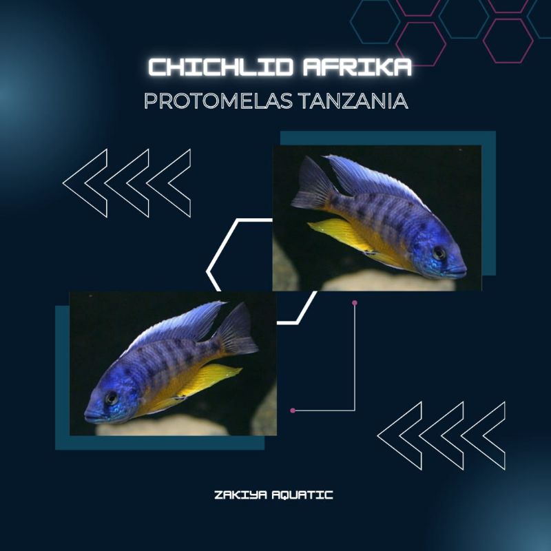 Protomelas Tanzania Cichlid Afrika Pure