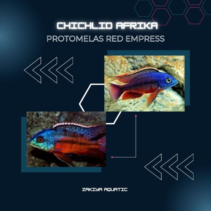 Red Empress Cichlid Afrika Pure