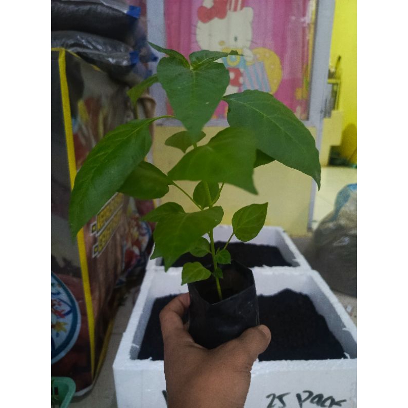 

Paket 10 ploybag cabe rawit besar