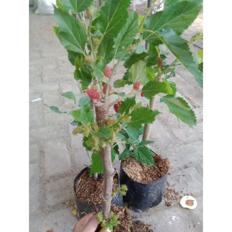 bibit buah murbei sudah berbuah