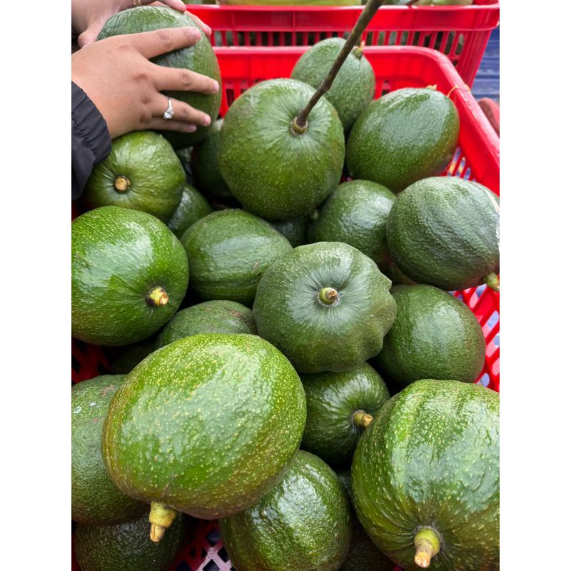 

Alpukat Markus Premium Kebon Alpuket