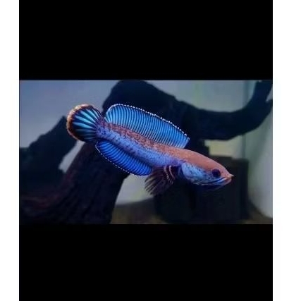 

BABY CHANNA ANDRAO UKURAN 3-5CM