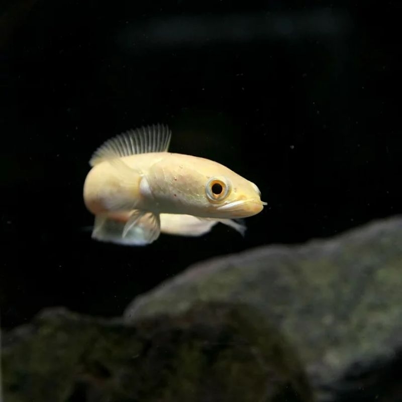 

BABY CHANNA LIMBATA GOLDEN ( rare/langka ) UKURAN 3-5CM