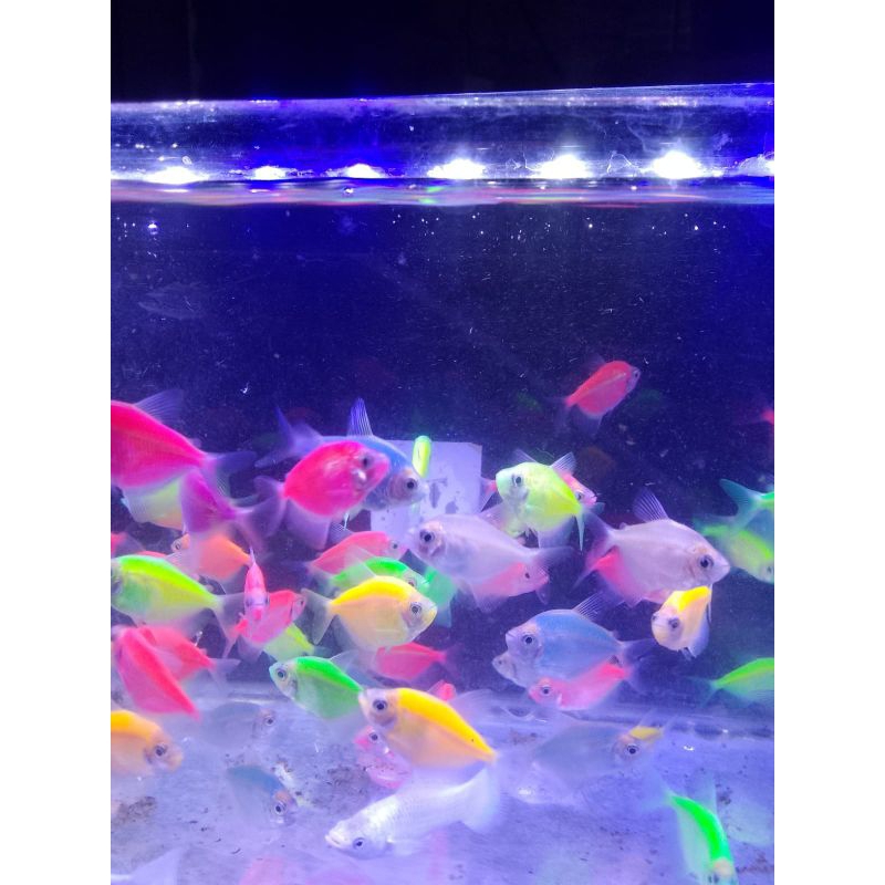 

Tetra glofish
