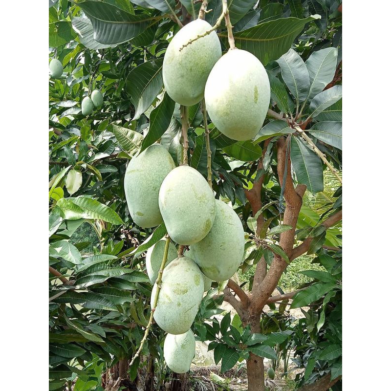 

Mangga muda || mangga mengkel || mangga rujakan