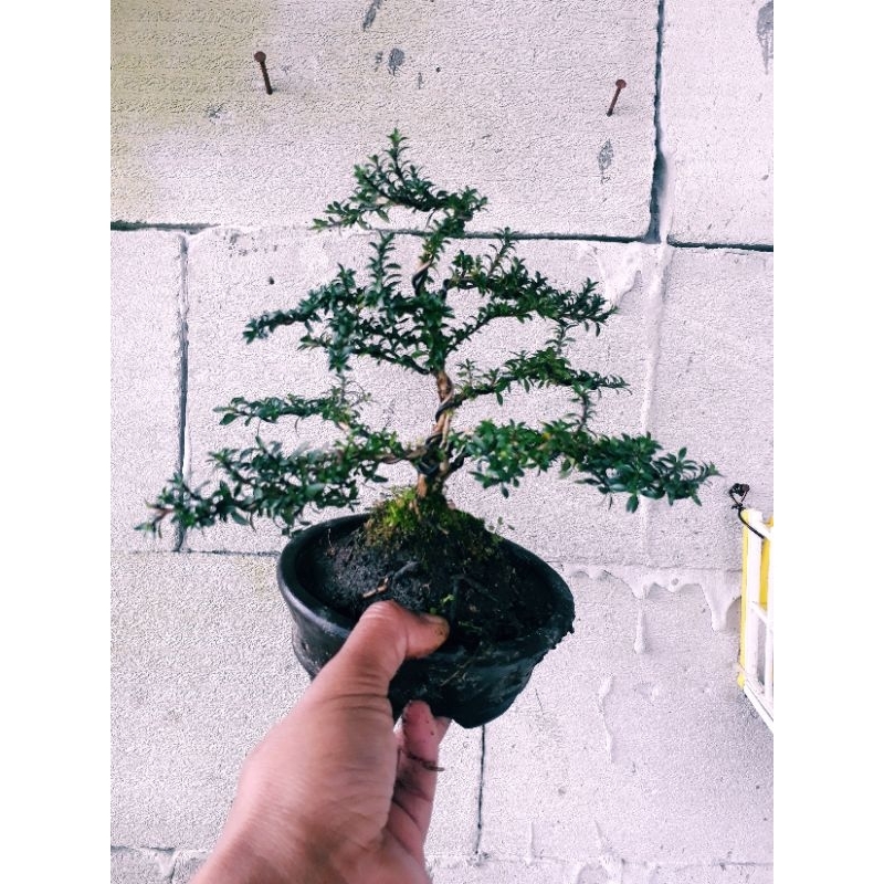BONSAI MAME SERBIN MICRO SERIBU BINTANG MIKRO / serissa voetida micro siap pajang udah di pasang lum