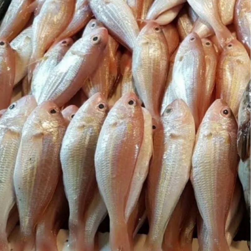 

Ikan Kurisi Segar Terisi Kerisi Trisi Fresh Frozen MPASI