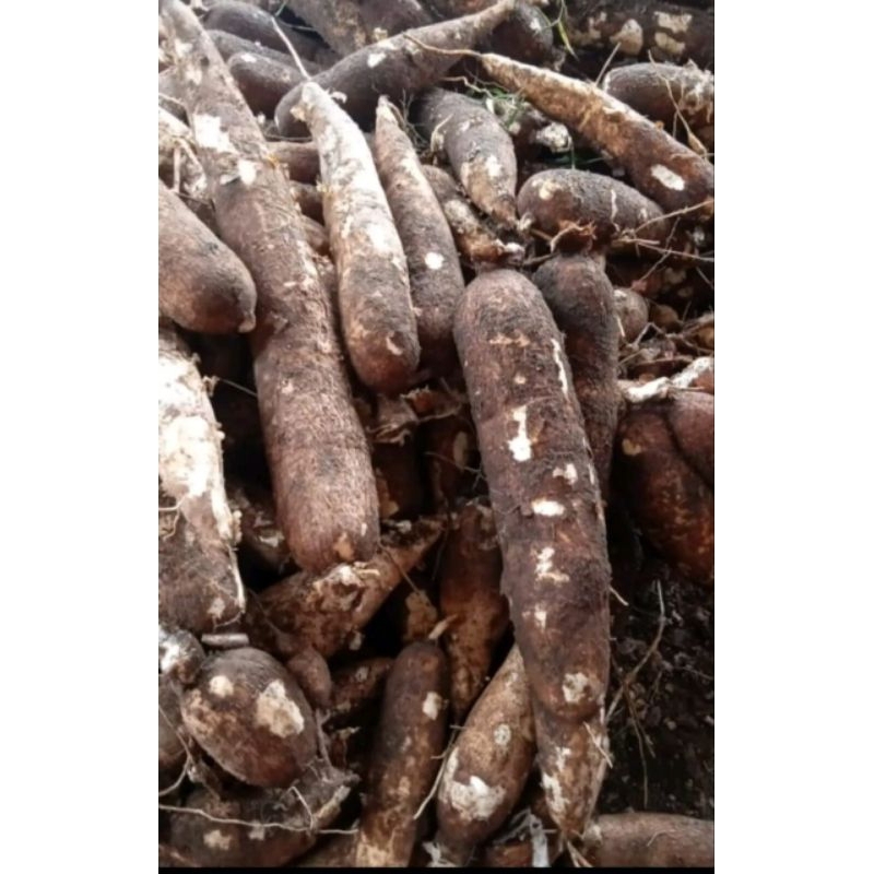 

ketela pohon mentega#telo ketan