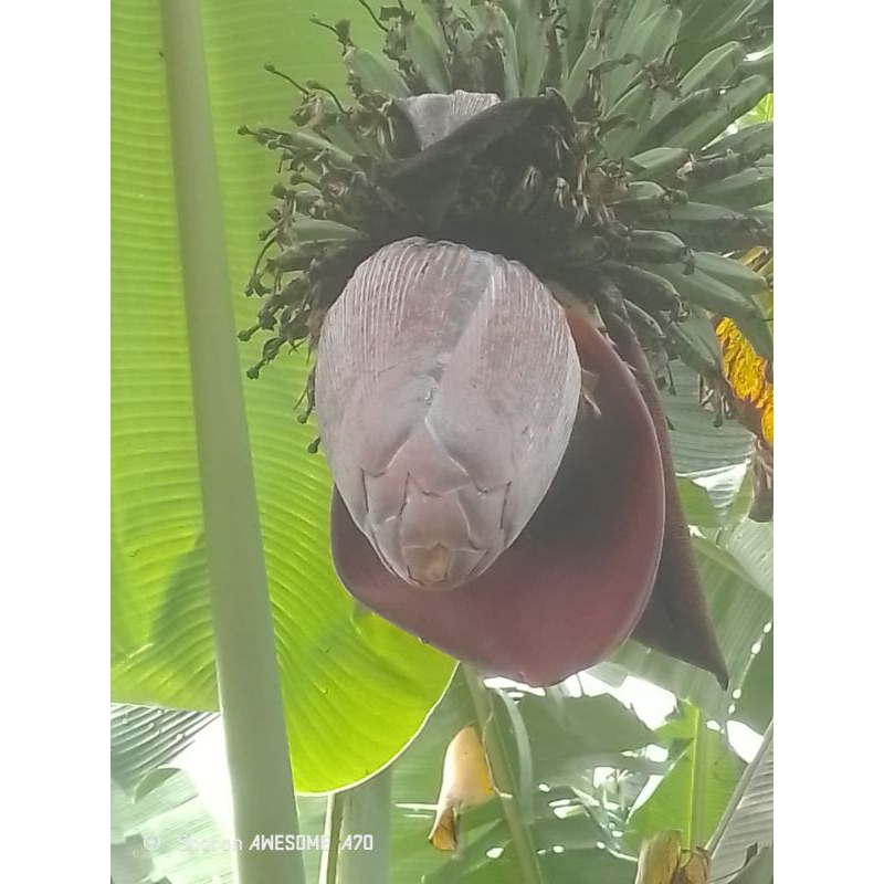 

jantung pisang sobo(kepok)
